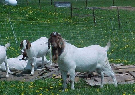 Image result for Goat Mating Behavior