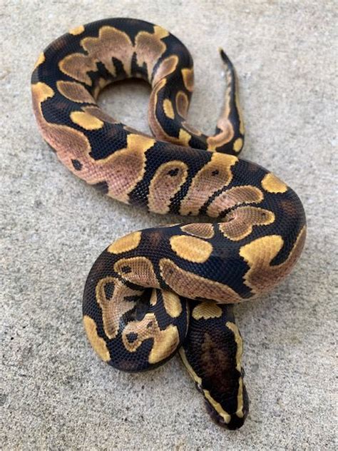 Image result for Calico Ball Python