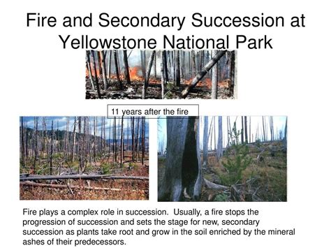 Image result for Secondary Succession Fire Example