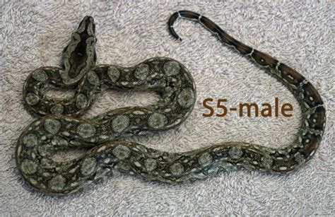 Reptilien Kleinanzeigen | Reptilien Annoncen | Reptilien Inserate ...