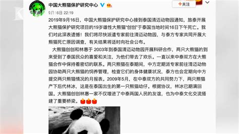 19岁旅泰大熊猫“创创”死亡 疑似噎死 原因待查-搜狐大视野-搜狐新闻