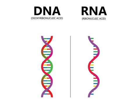 Image result for RNA DNA Explained