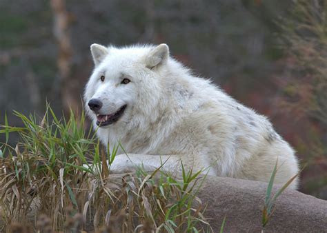 Arctic Wolves 的图像结果