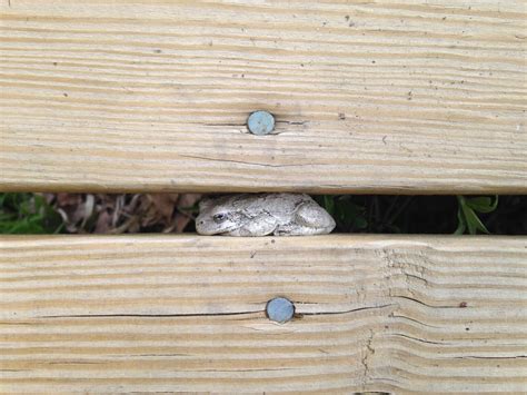 Amphibian Amble with Pam Velez , 80 Whitehall Road, Litchfield, CT ...