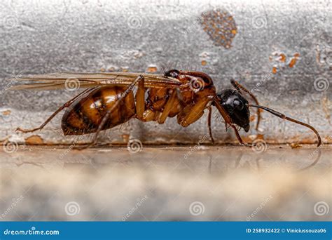 Adult Female Carpenter Queen Ant Stock Photo - Image of atriceps ...