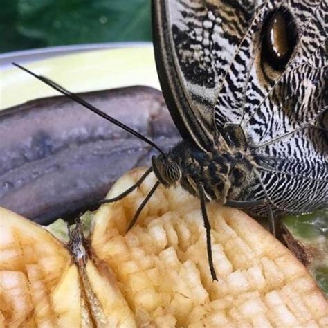 Nature Museum | What do butterflies eat?