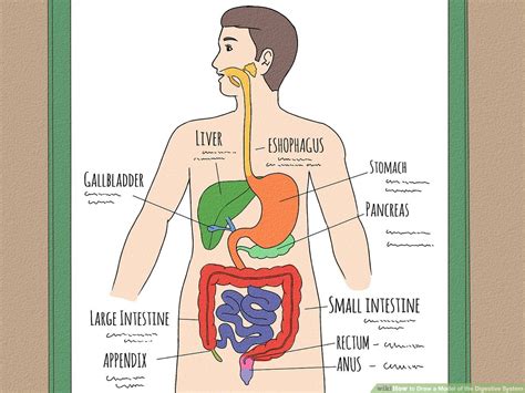 Image result for Digestive System Using Clay