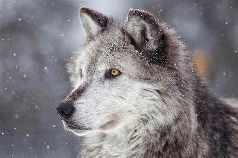 Unveiling the Majestic Totem Trio: Bear, Wolf, and Eagle