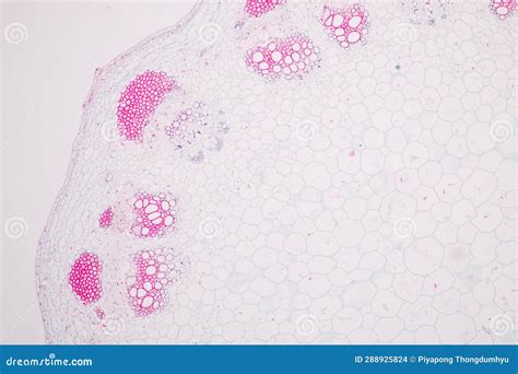 Image result for Different Tissues Under Microscope