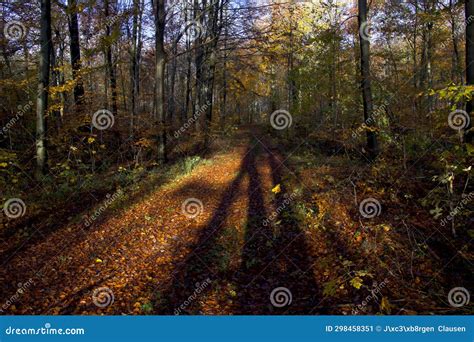 Long Shadows in the November Sun so Mysterious Stock Image - Image of ...