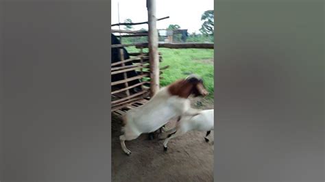 Image result for Goat Mating Behavior