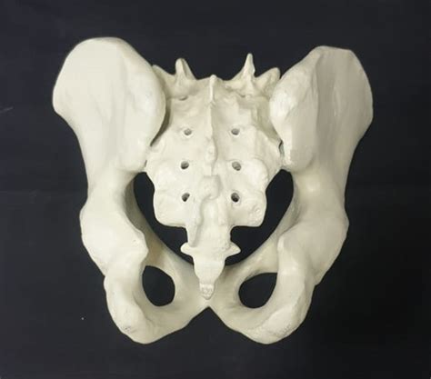 AI BI 65/1 Anatomical Body Model Price in India - Buy AI BI 65/1 ...