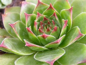 Image result for Ochid That Look Like Succulent Plants