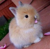 Image result for Cute Fluffy Baby Bunnies Wild