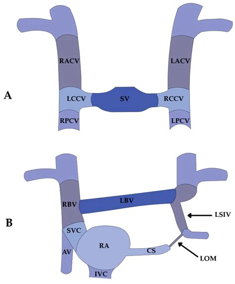 The Marshall Complex in the Human Heart: Embryology, Microanatomy ...