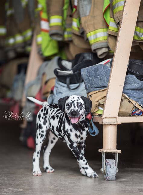 Firehouse Dog Dalmatian