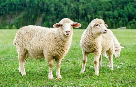 Sheep bond after sharing stressful experiences - Earth.com