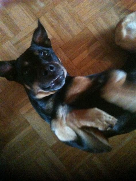 Rottweiler Dobermann Rüde in Düsseldorf | Tiere | Kleinanzeigen