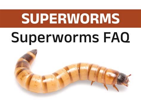 Superworms FAQ and Care Guide