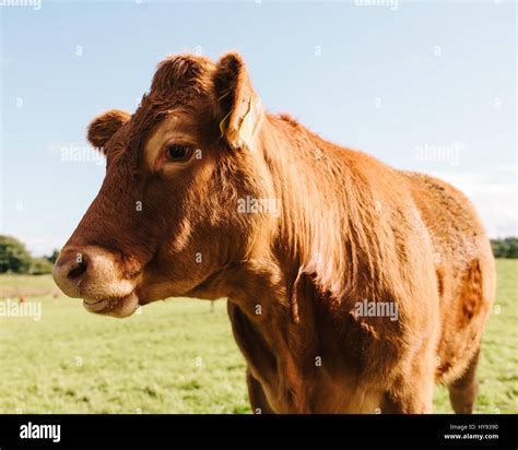 Red angus cattle hi-res stock photography and images - Alamy