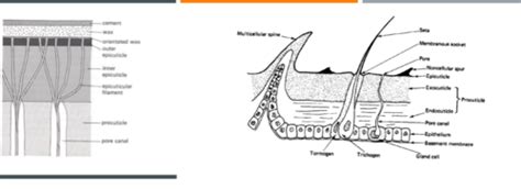 Insect 的图像结果