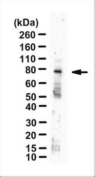 Anti-MgcRacGAP/CYK4 Antibody, clone 5G5 clone 5G5, from mouse | Sigma ...