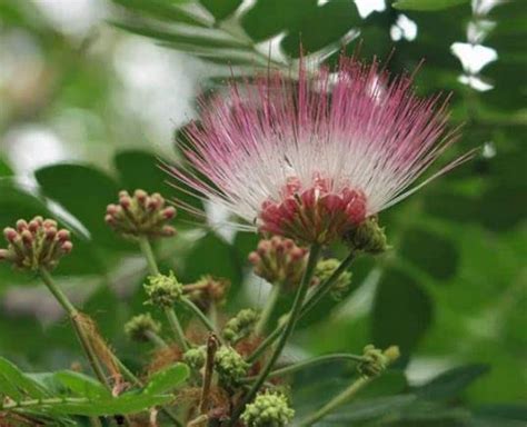 Buy Samanea Saman Monkey Pod Rain Tree Albizia Saman 150,300,1000 (150 ...