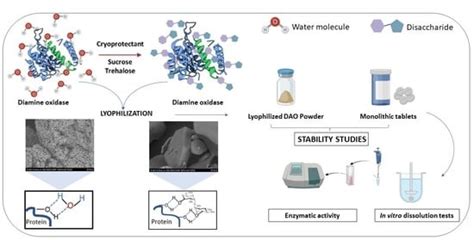 Enhanced Stability of Vegetal Diamine Oxidase with Trehalose and ...