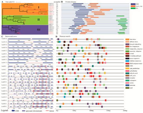 Genome-Wide Characterization, Evolutionary Analysis of ARF Gene Family ...