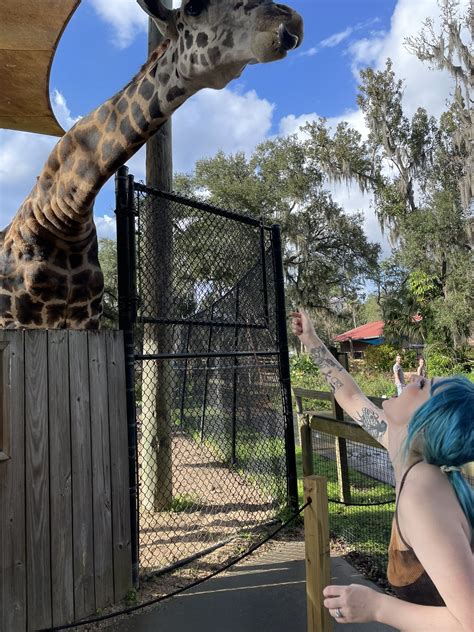 sneesnaw on Twitter: "Oh to be as happy as I was feeding a giraffe again 😩 https://t.co ...