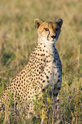 cheetah