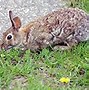 Image result for Nest of Eastern Cottontail Rabbit