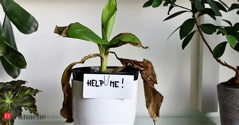Indoor Plants: Do your indoor plants end up dying? New research shows ...