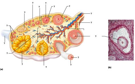 Image result for Oogenesis Animation