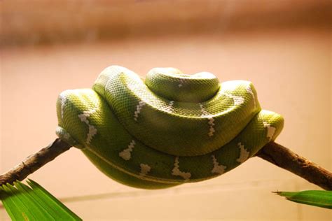 蛇の夢の心理学的な意味27個｜エネルギーに溢れている象徴！