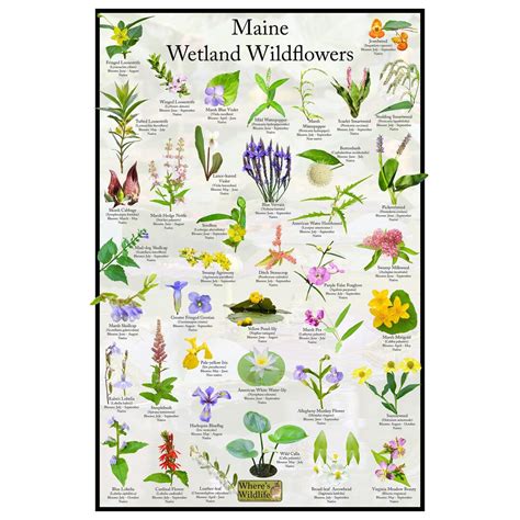 Maine Wetland Wildflower Poster / Native State Flower Identification ...