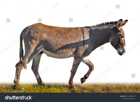 5,173 Donkey Walking Images, Stock Photos & Vectors | Shutterstock