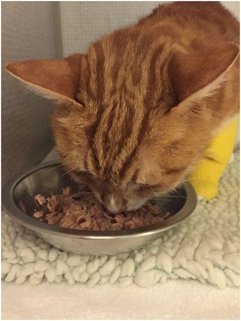 Food Aversion In Babies at Tyson Walsh blog