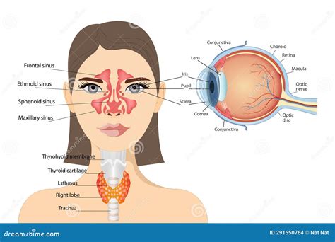 Anatomical Diagram of the Human Eye.Lateral View of the Thyroid Gland ...