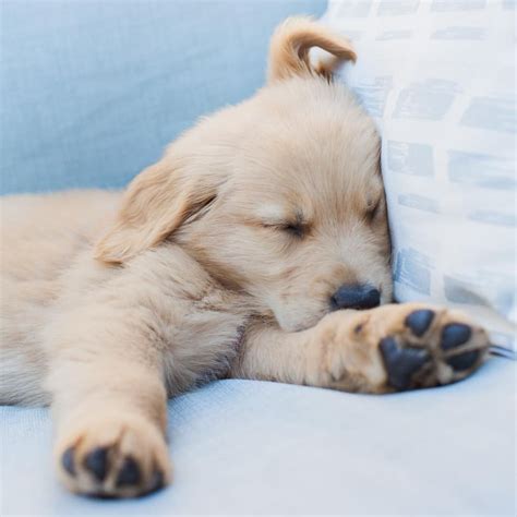 Do Golden Retriever Puppies Sleep A Lot