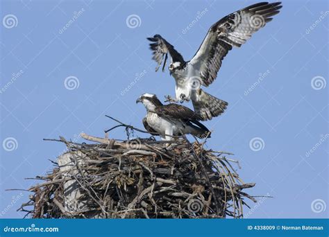Osprey copulation stock image. Image of fish, hawk, bird - 4338009