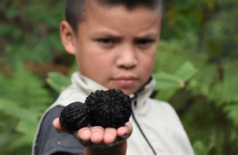 Con huertos escolares, estudiantes del Huila recuperan especies ...