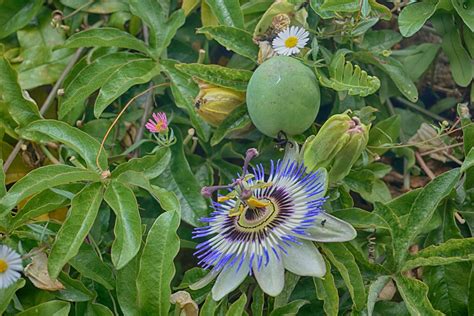 Blue Passion Flower Free Stock Photo - Public Domain Pictures