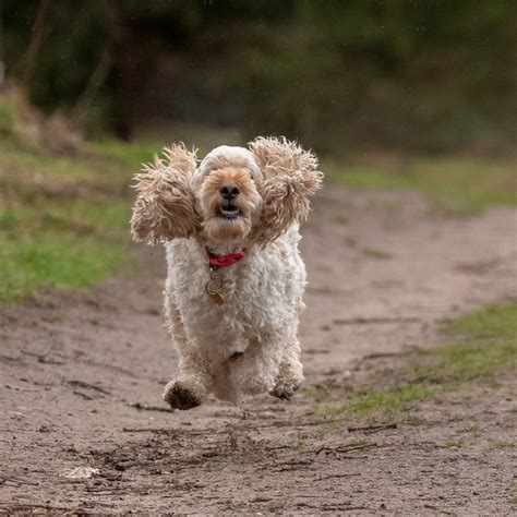 Image result for Show Cockapoo