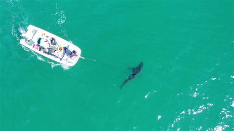 The Shark Lab is discovering that we're swimming with sharks every day