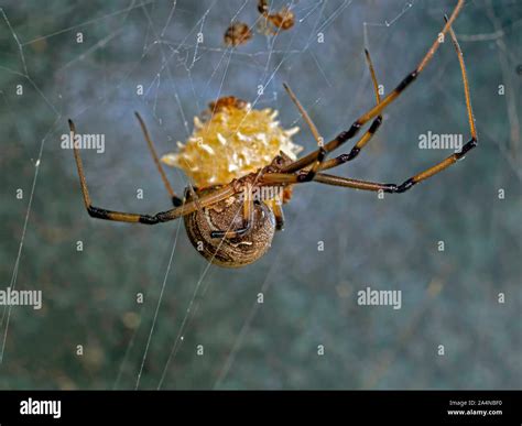Macro shot of a female Brown Widow spider, Latrodectus geometricus ...