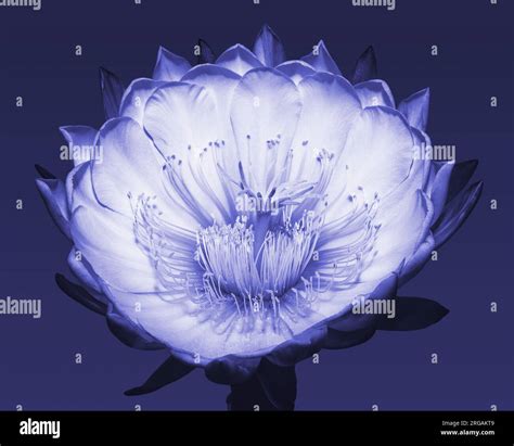 Blooming Cereus Cactus Flower at Night Stock Photo - Alamy