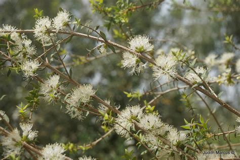 Melaleuca gibbosa - Slender Honey Myrtle, Small Leaf Paperbark, מללויקה ...