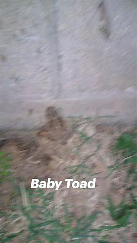 Exploding Toads Video 的图像结果
