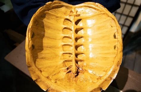 Image result for Turtle in Shell